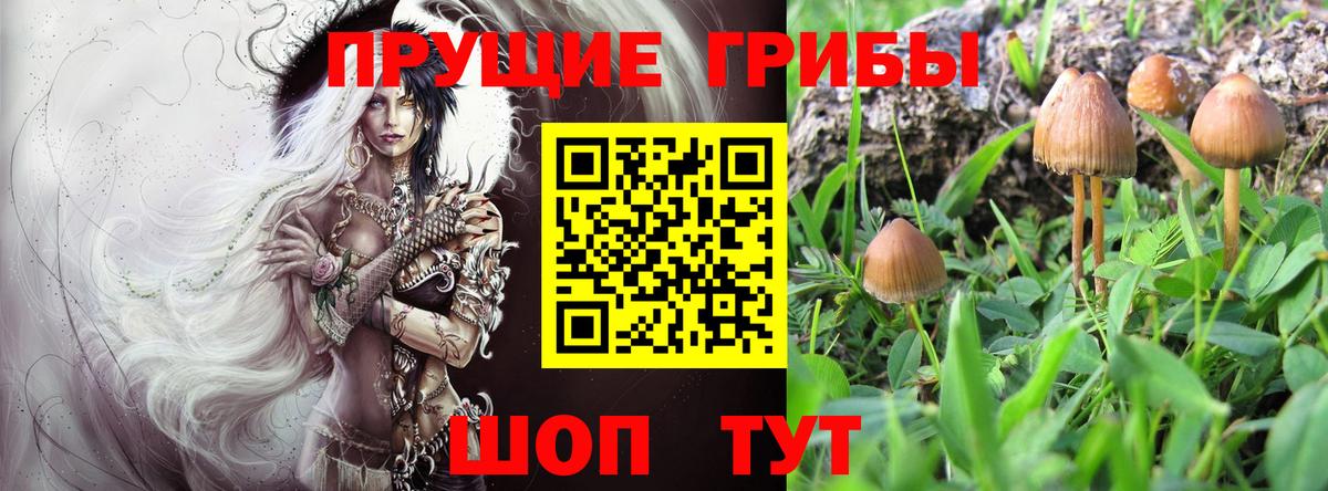 Псилоцибиновые грибы мицелий Отрадное